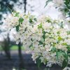 Snowdrift Flowering Crab #15 - Image 2
